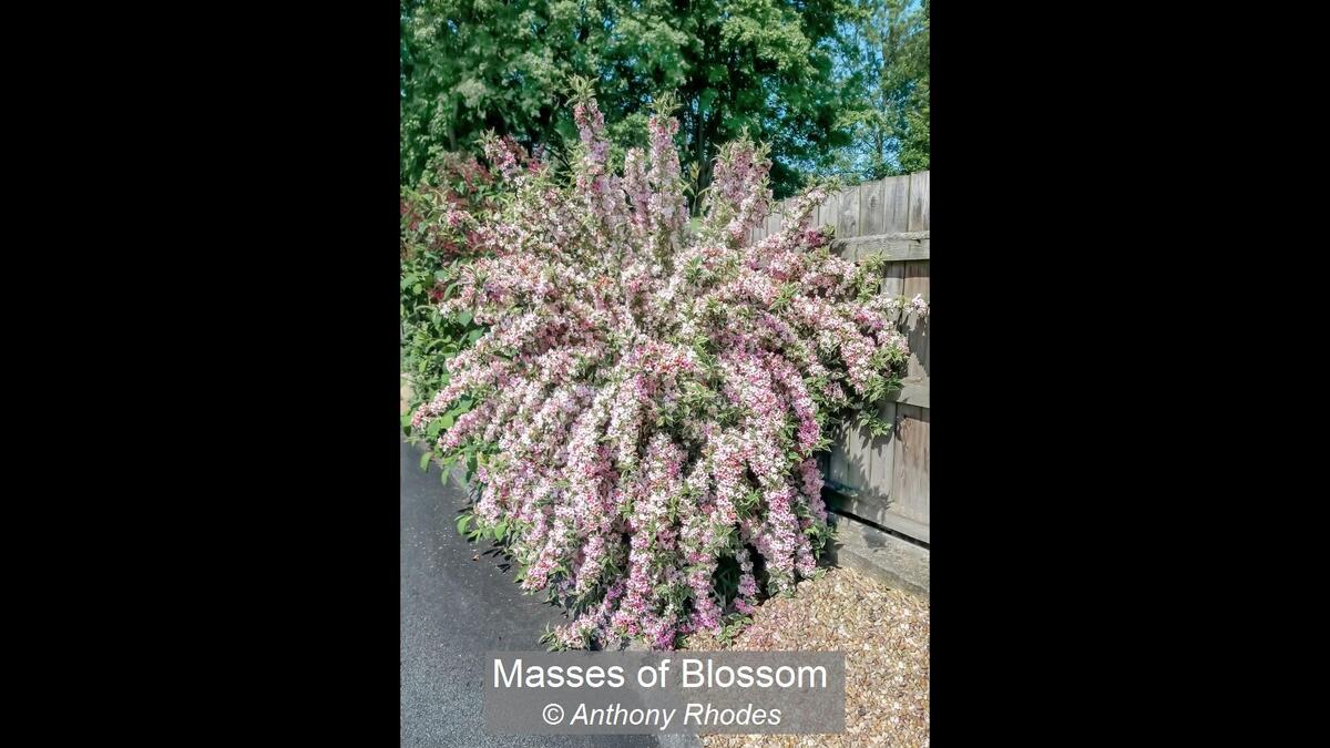 12_Masses of Blossom_Anthony Rhodes